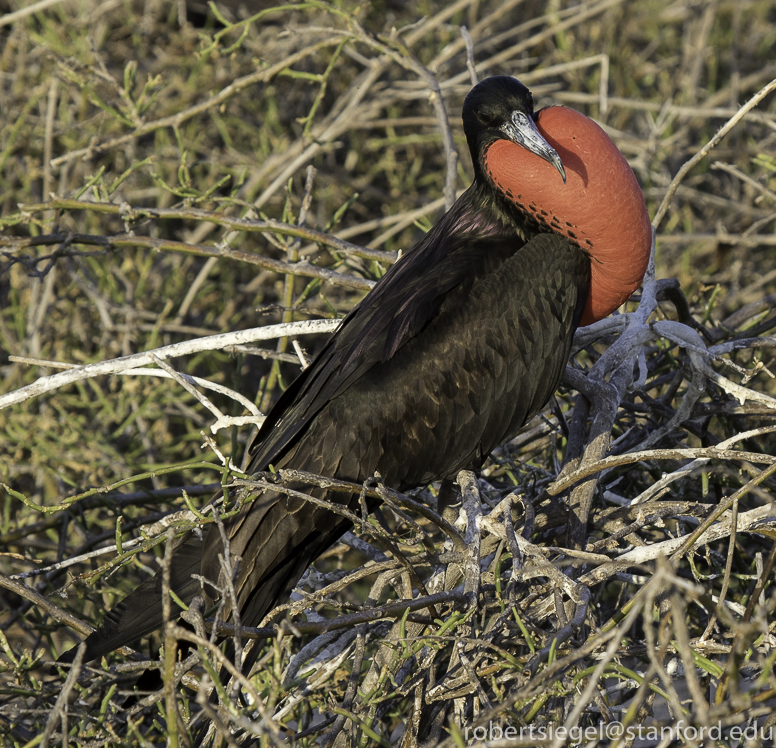 galapagos